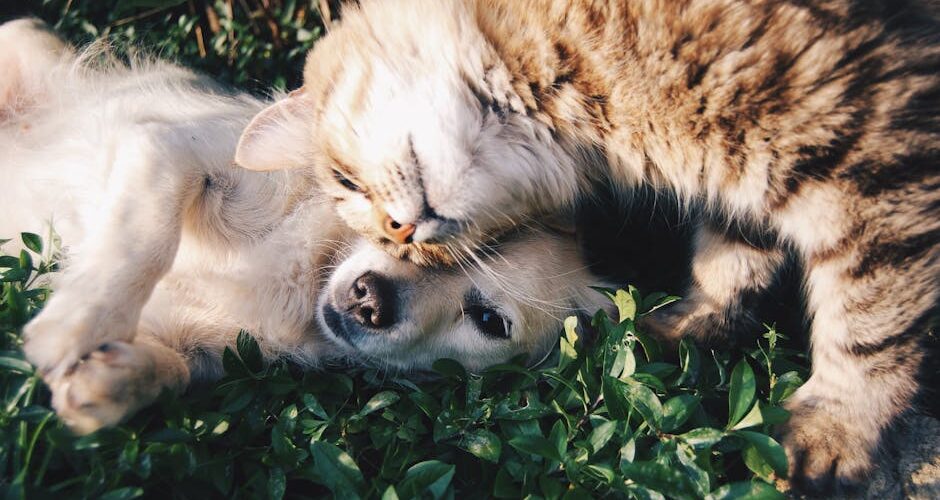 7 Essential Tips for Creating a Pet-Friendly Garden