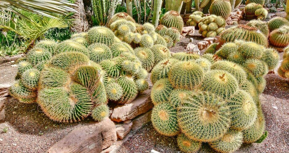 How to Create a Drought-Resistant Garden in a Changing Climate