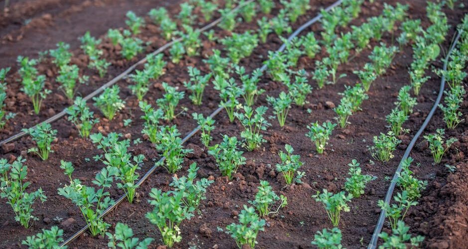 How to Maintain Your Lawn and Garden with Minimal Water Use