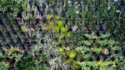 The Ultimate Guide to Creating a Sustainable Garden in 2026