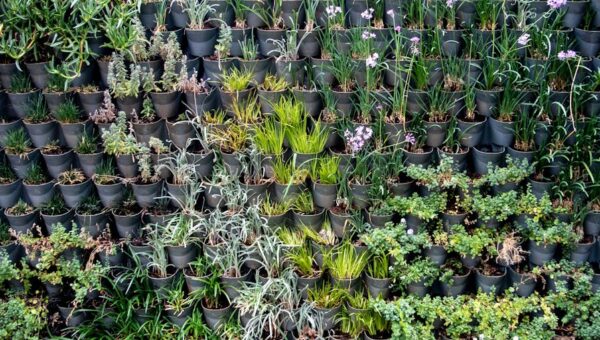 The Ultimate Guide to Creating a Sustainable Garden in 2026