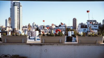 The Art of Transforming Your Balcony into a Botanical Sanctuary in 2026