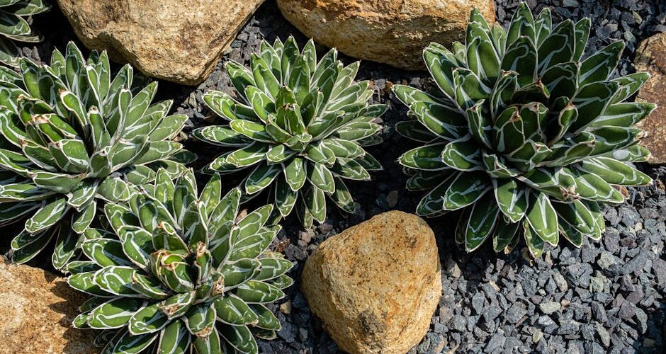 The Benefits of Xeriscaping and How to Get Started