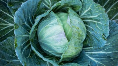 How to Plan a Year-Round Vegetable Garden