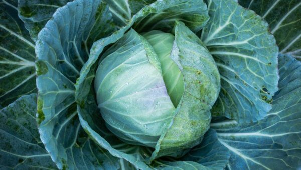 How to Plan a Year-Round Vegetable Garden