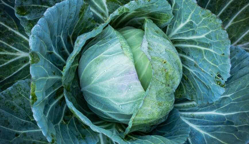 How to Plan a Year-Round Vegetable Garden