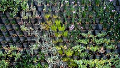 Harnessing the Power of Vertical Gardens: Elevate Your Outdoor Space in 2026
