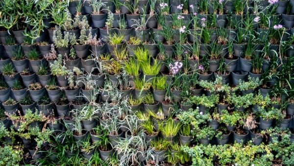 Harnessing the Power of Vertical Gardens: Elevate Your Outdoor Space in 2026