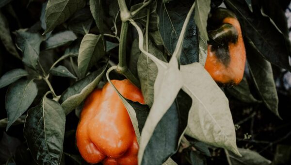 Edible Elegance: Transforming Your Garden into a Culinary Haven in 2026