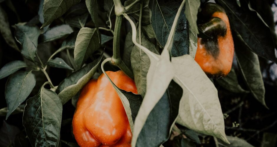 Edible Elegance: Transforming Your Garden into a Culinary Haven in 2026