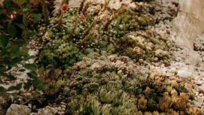 The Water-Wise Oasis: Designing Drought-Resilient Gardens in 2026