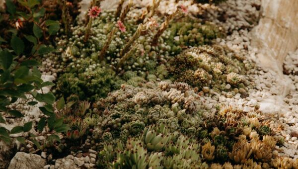 The Water-Wise Oasis: Designing Drought-Resilient Gardens in 2026