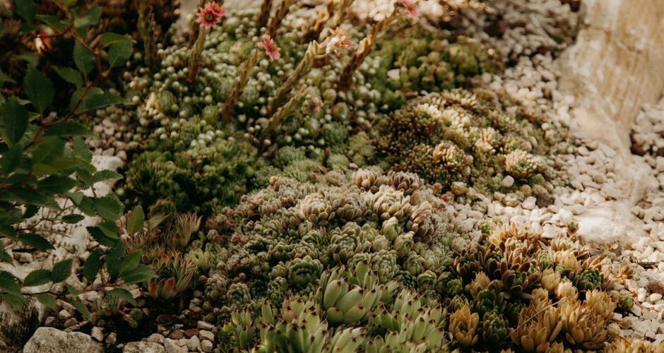 The Water-Wise Oasis: Designing Drought-Resilient Gardens in 2026