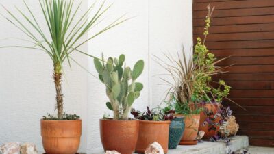 Terracotta Reimagined: Bringing the Warmth of Earth into Your Home and Garden in 2026