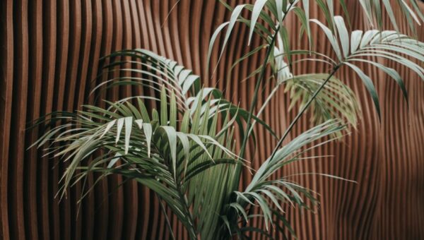 Biophilic Design: Bringing Nature into Your Home and Garden for 2026